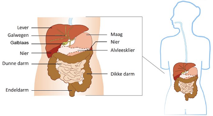 lever Koffie Infusie - Natuurlijk gezond - Santura